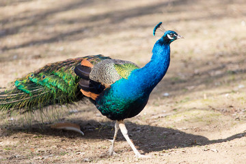 Beautiful peacock portrait. Big colorful bird in nature