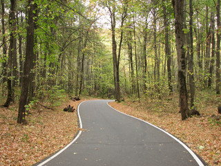 Road in the forest