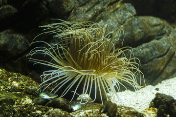 Sea Life Aquarium in Munich, Germany, 2015