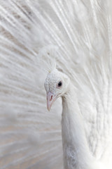 Portrait of the beautiful male white peacock with spread tail feathers