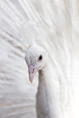 Portrait of the beautiful male white peacock with spread tail feathers