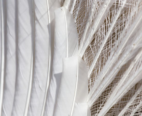 Naklejka premium white peacock feathers as a background