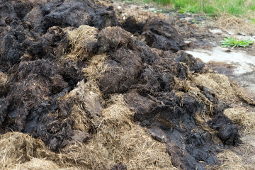 Dunghill / much crap on a dunghill © PhotographyByMK