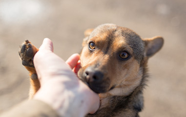 dog weasel hand on nature
