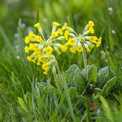 Echte Schlüsselblume / veris