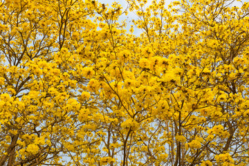 Golden Trumpet trees