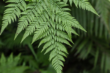 Fototapeta na wymiar fern leaf close-up