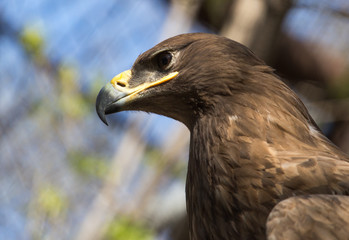 Portrait of an eagle in the zoo