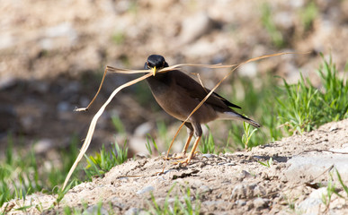 Indian starling collecting grass for nest