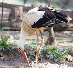 Stork in nature in zoo