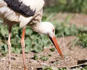 Stork in nature in zoo