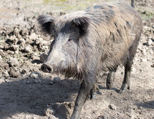 wild boar in the mud in the zoo