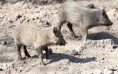 wild boar in the mud in the zoo