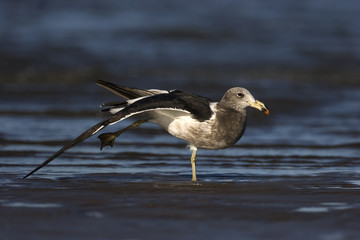 Gaviota cangrejera en la playa