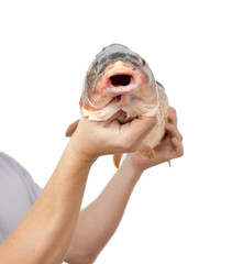 big carp in his hand on a white background