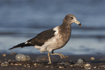 Gaviota cangrejera (Larus atlanticus)