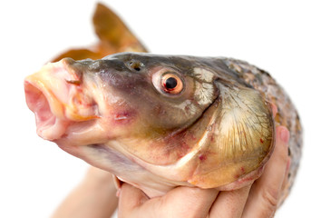 big carp in his hand on a white background