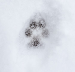 animal footprint on white snow