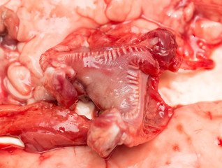 in the blood of fish guts as background