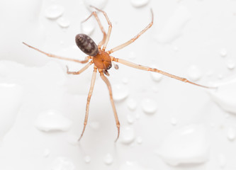 Spider on a white background with water drops