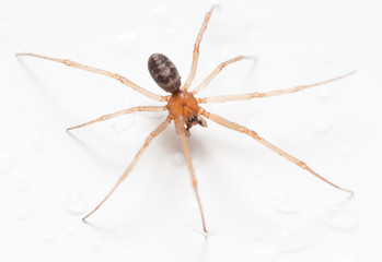 Spider on a white background with water drops