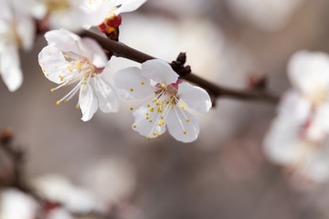 apricot flowers on a tree in nature