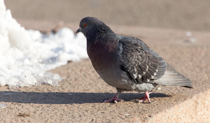 dove in the snow on the nature