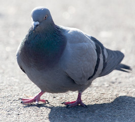 portrait of pigeon on nature