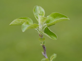 Frische Triebe eines Apfelbaumes im Frühling - Sorte Gravensteiner 