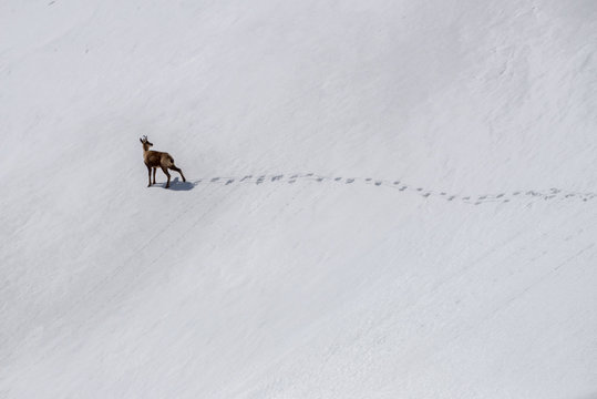 Rebeco chamois in the snow