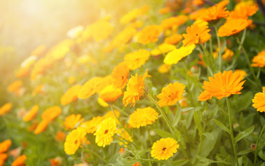 Blurred summer background with flowers calendula - obrazy, fototapety, plakaty
