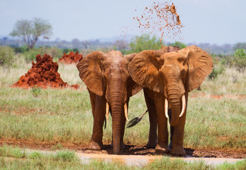 Elephants in mud on african savannah