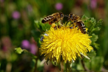 Two western honey bees (Apis Mellifera) landing simultaneously on yellow dandelion (Taraxacum)
