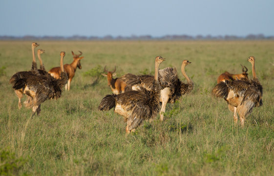  A herd of African ostriches on green savanna