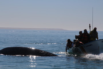 Whale Watching- Baja California