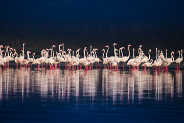 Pink flamingos in Lake Nakuru National Park In Kenia