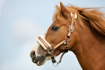 Close-up of horse