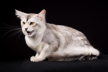Purebred Somali cat
