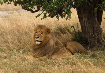 Big lion on african stormy savannah in Kenia