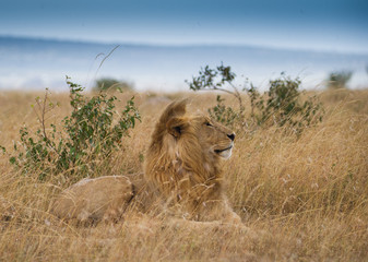 Big lion on african stormy savannah in Kenia
