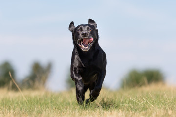 Black labrador retriever