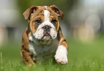 Brown And White Mops Dog