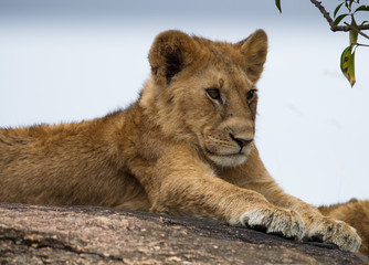 Small lion on thr rock on Kenia Savannah