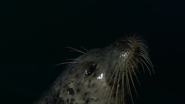 Happy baby seal muzzle slow motion