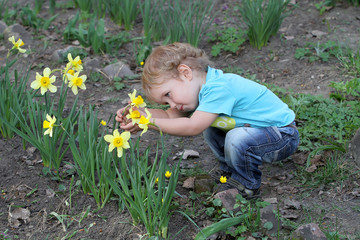 The little white child carefully considering narcissus flower in