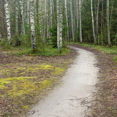  spring landscape with footpath in the woods