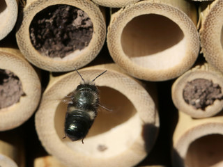 Mason Bee Approaching Nest