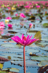 Pink Lotus in lake at thale noi