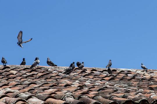 Doves in roof of tiles