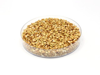 Buchweizen (Fagopyrum esculentum) in Petrischale
